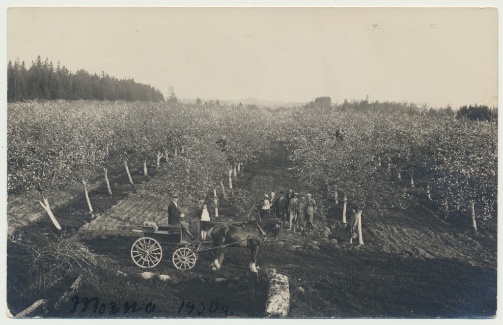 foto, Karksi khk Polli Põllutöökool, Morna aiatalu õunaaed 1930