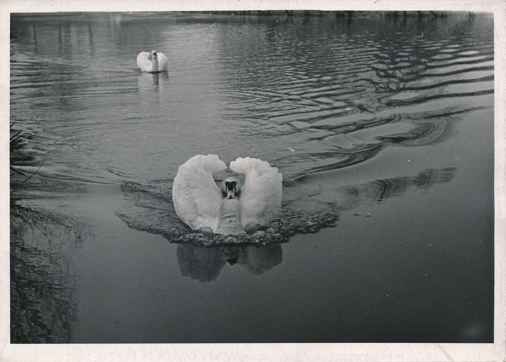 foto Valuoja Suurtiik luikedega 1960 F A.Kiisla