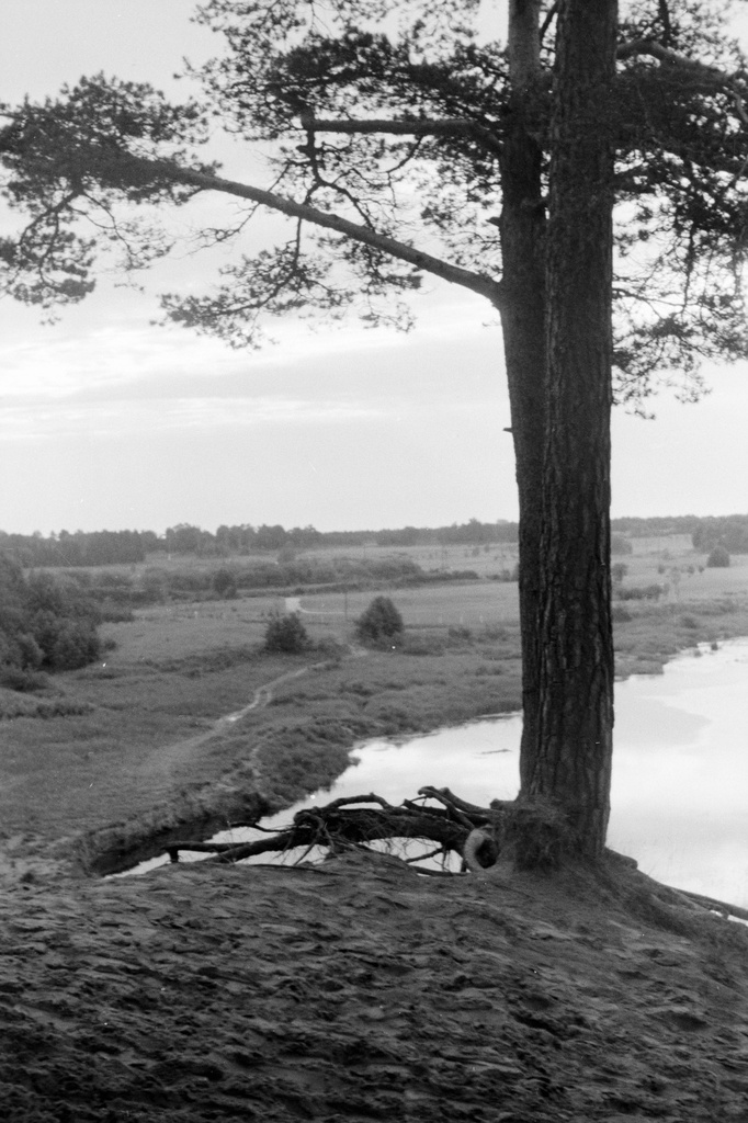 Cloud forest. 24.6.68