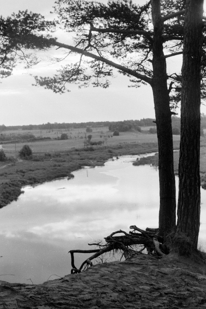 Cloud forest. 24.6.68