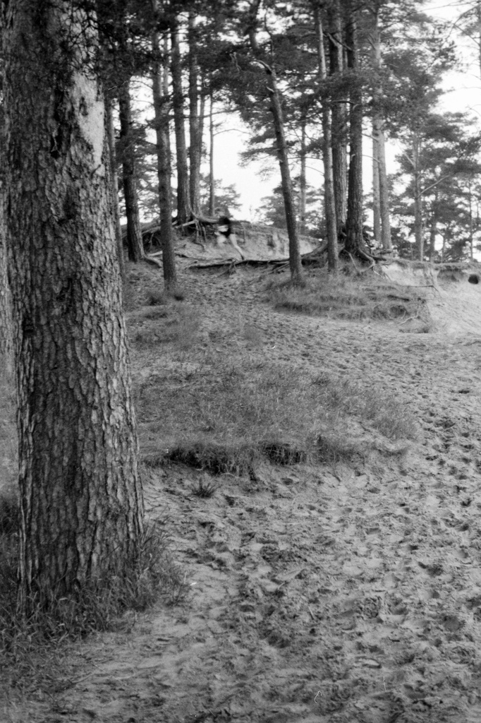 Cloud forest. 24.6.68