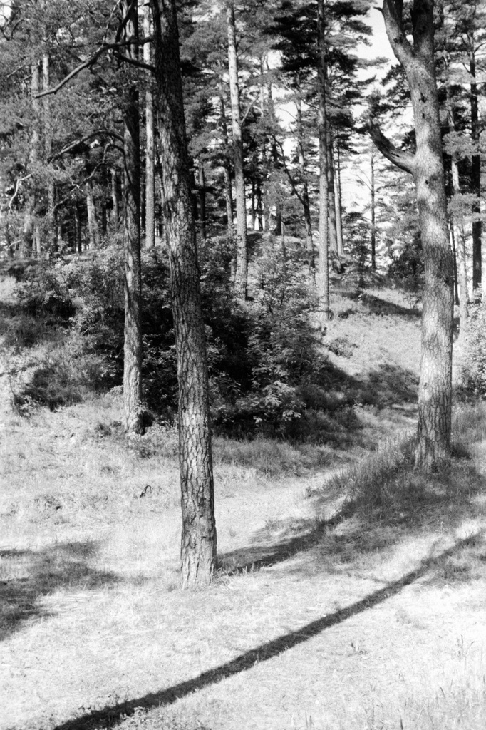 Cloud forest. 24.6.68