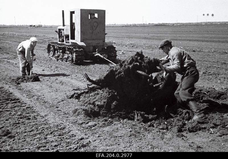 Preparation of fields for the collection of peats in the manufacture of peats: e. Laid and a. Komarov (best) are rooted by tractors using benches.