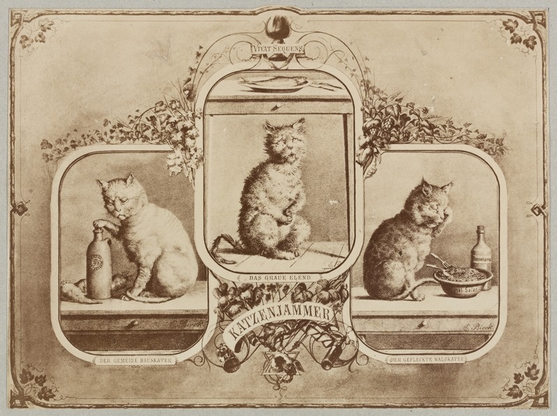 Kassiahastus (Katzenjammer)