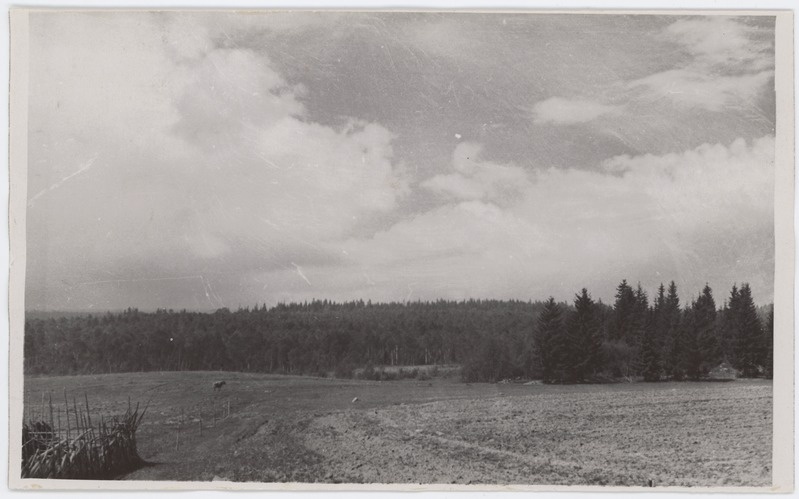 Tammsaare- Põhja talu põllud