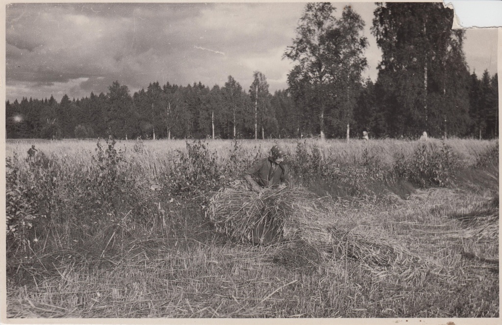 Linda Jakobson rukkivihku sidumas.