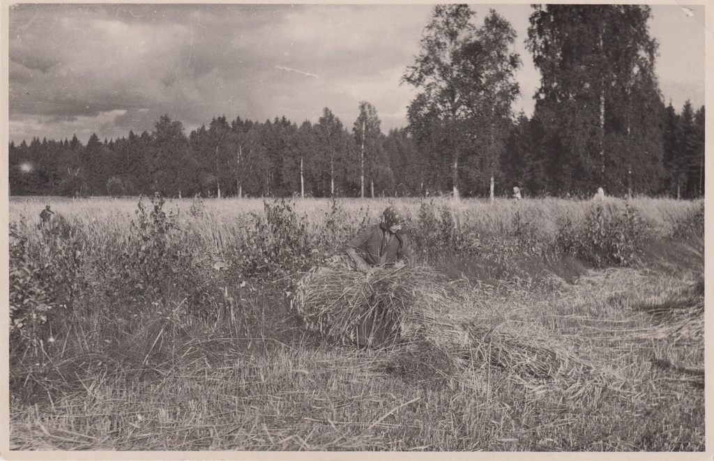 Linda Jakobson rukkivihku sidumas.