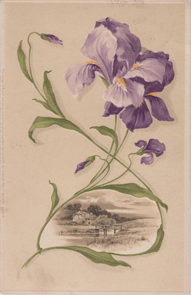 Värviline postkaart siberi võhumõõgaga.