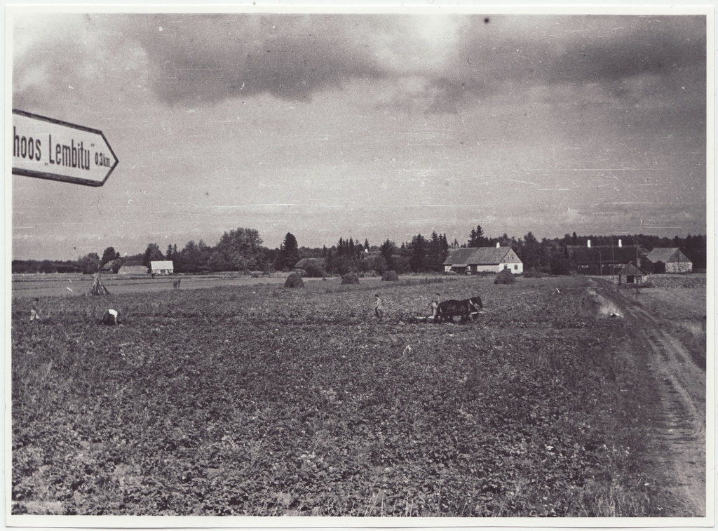Tuletõrjekool Lihula rajooni Lembitu kolhoosi abistamas: vaade  kartulipõllule, 1950.a.