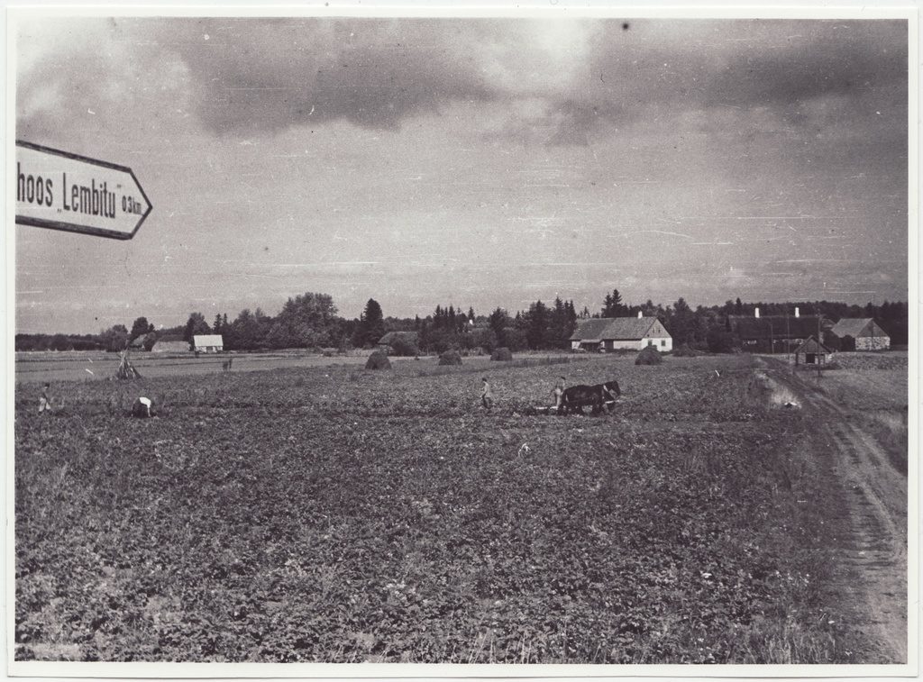 Tuletõrjekool Lihula rajooni Lembitu kolhoosi abistamas: vaade  kartulipõllule, 1950.a.