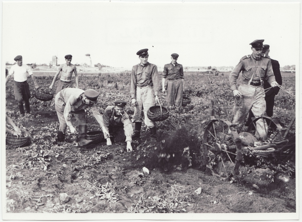 Tuletõrjekool Lihula rajooni Lembitu kolhoosi abistamas:  kartulipõllul, 1950.a.