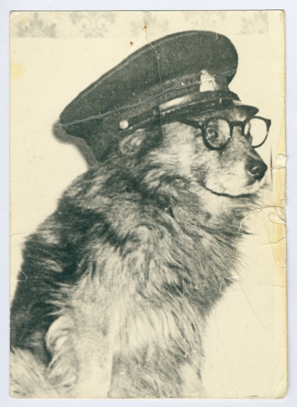 Tuletõrjekoer Poiss.