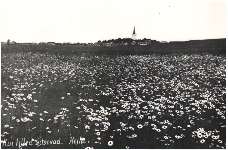 Vaade Keilale, kui lilled õitsevad