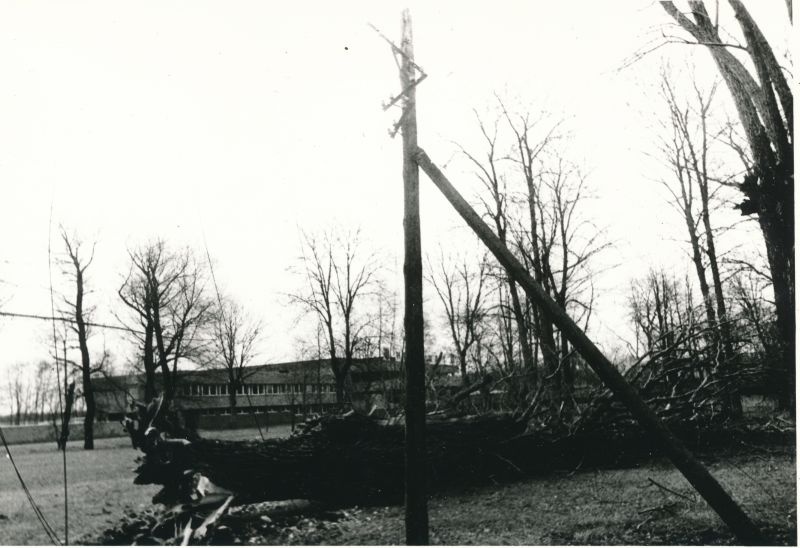 Foto. Tormi tagajärjed: lõhutud õhuliin Taeblas. Foto V. Pärtel, 30.-31.12.1983