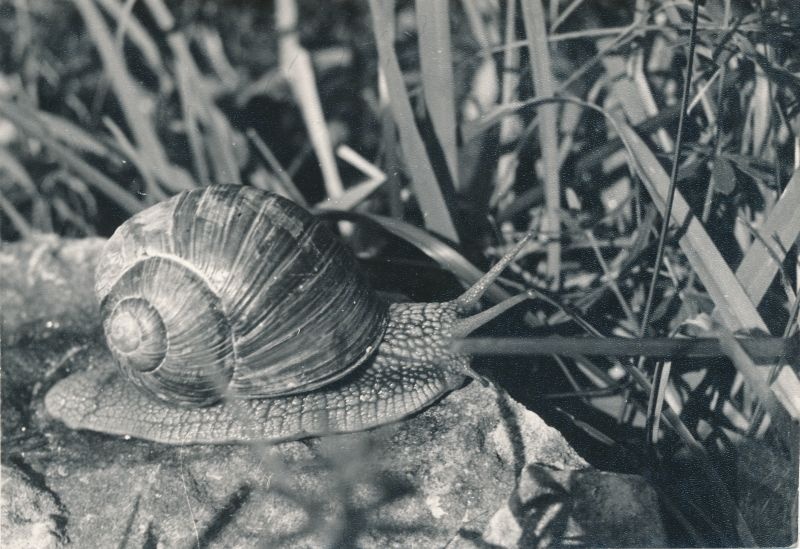 Foto. Haapsalu STES fotovõistluse tööd 1965-1970, Tigu