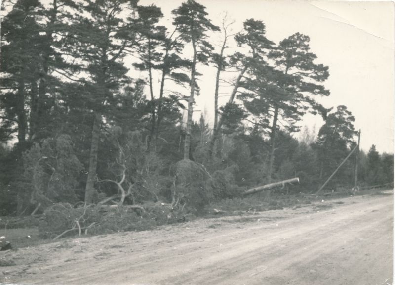 Foto. Saaremaa sideliinide tormikahjustuste likvideerimine 1969. aasta lõpus