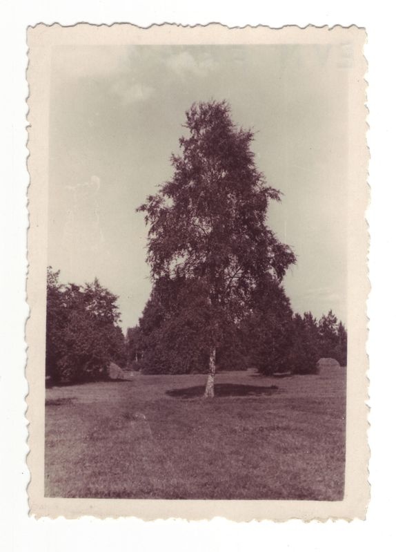 Kask, kuhu Lauristin riputas oma leivakoti