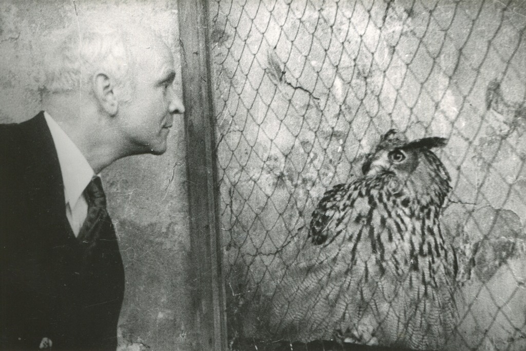 Johannes Greenberg öökulliga