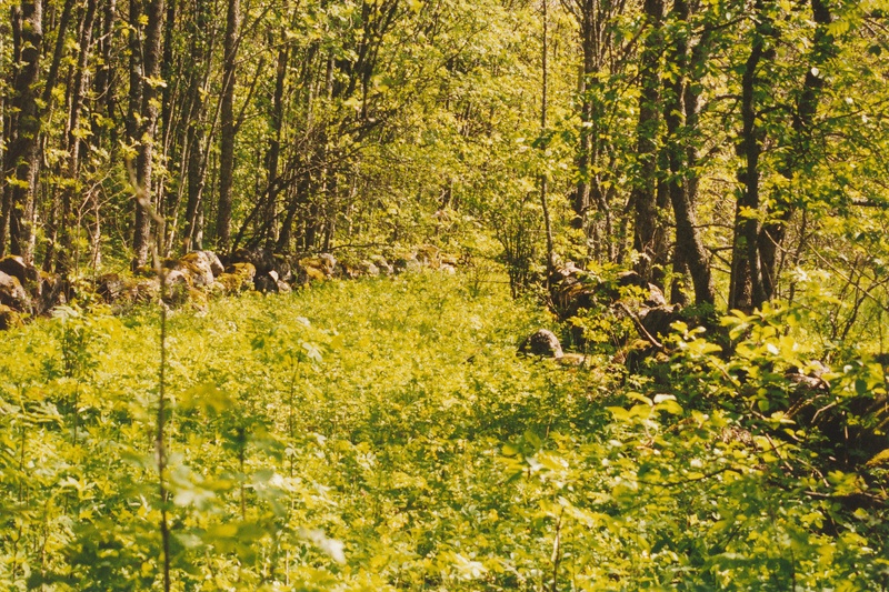 Suur-Pakri rohtunud külatänav