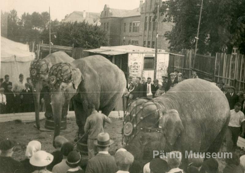 Photo, 1937, Introducing the zoo in Pärnu on the square between the south street and the Munamäe.