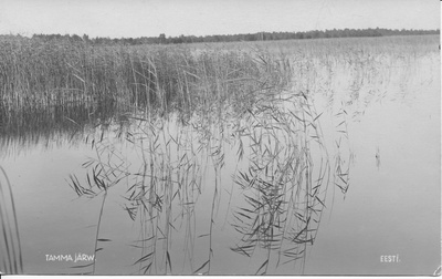 Tammalu järv  duplicate photo
