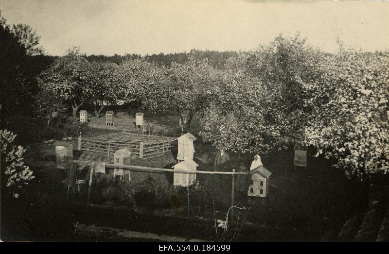 View of the flowering fruit trees and beekeepers of the Tõlla farm in spring. Vana-kariste municipality.