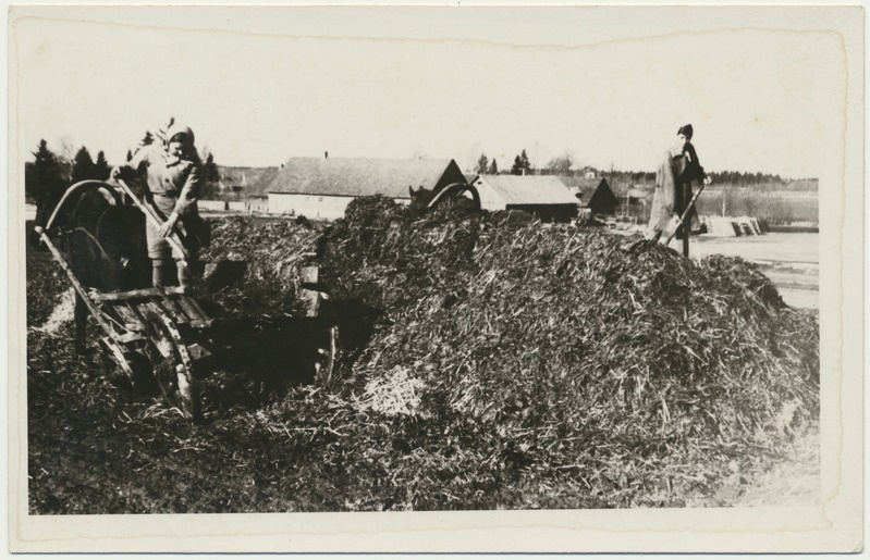 foto, Viljandimaa, sõnniku laotamine patareisse, 1949, foto A. Vanamõis