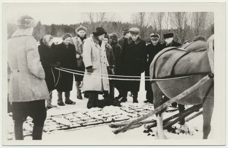 foto, Viljandimaa, Holstre k/n, Sakala kolhoos, hobuste kevadine ülevaatus, 1949