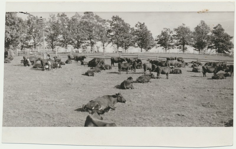 foto, Viljandimaa, Õisu loomakasvatustehnikum, lüpsikari, 1948, foto A. Vanamõis