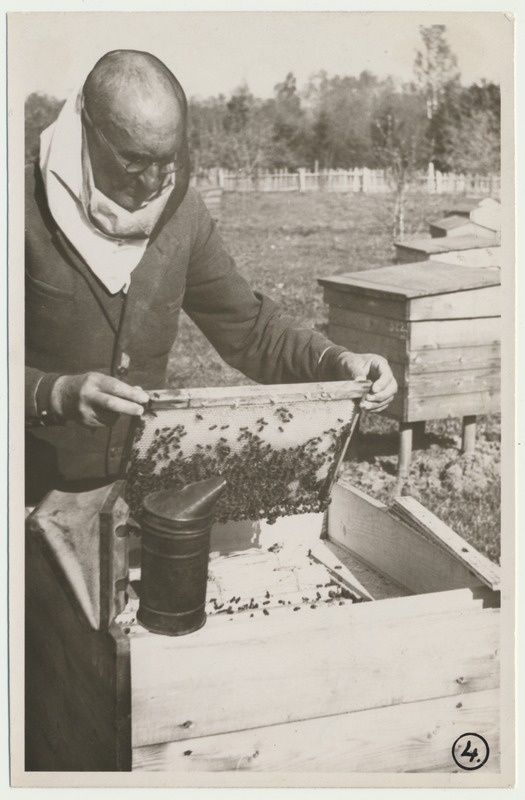 foto, Viljandimaa, kolhoos Punane Koit, mesila, 1950