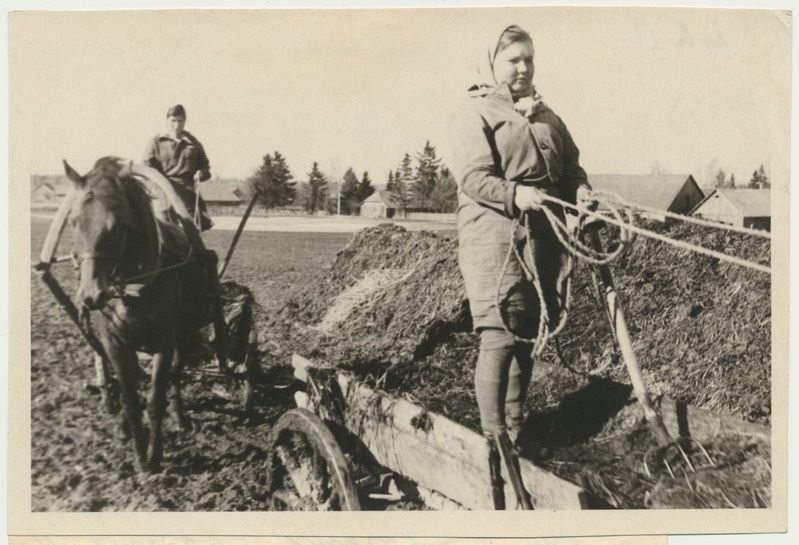 foto, Viljandimaa, kolhoos Võit, sõnnikuvedu, 1949, foto A. Vanamõis