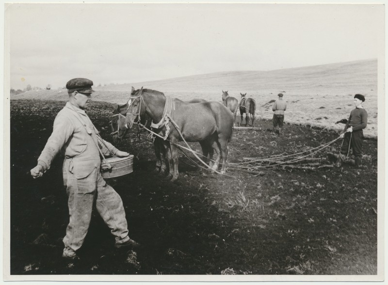 foto, Viljandimaa, Vana-Võidu õppemajand, käsitsikülv keltsale, 1949