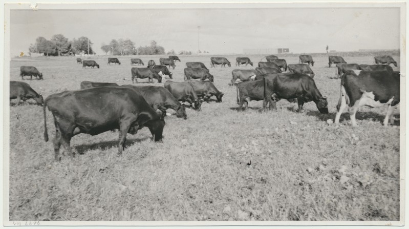 foto, Viljandimaa, Viiratsi sovhoos, lehmakari, 1948, foto A. Vanamõis