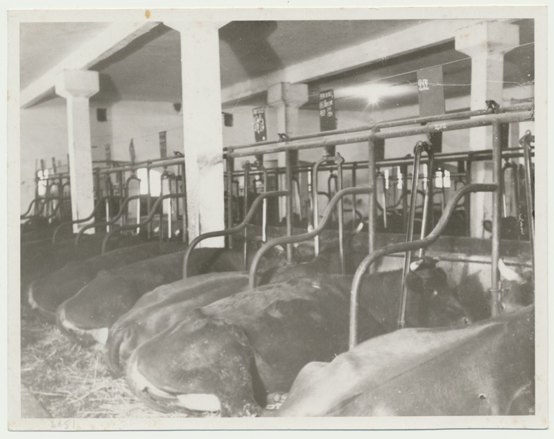 foto, Viljandimaa, Uusna sovhoos, karjalaut, sisevaade, 1949, foto A. Vanamõis