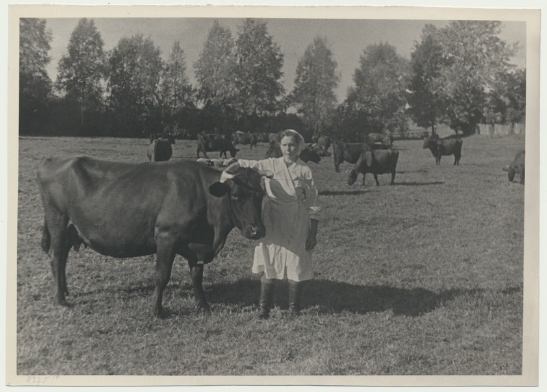 foto, Viljandimaa, kolhoos Kommunismi Teel, lehmad, lüpsja A. Kõss, u 1955