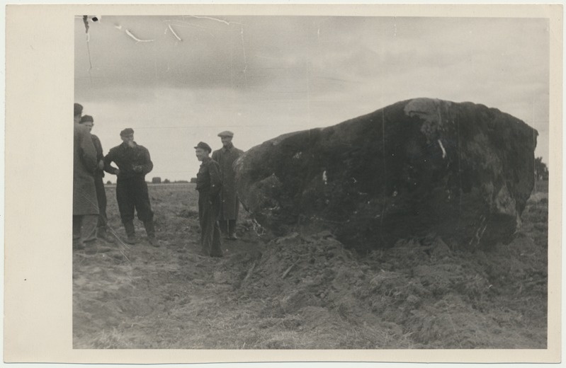 foto, Viljandimaa, kolhoos Koit, maaparandus, kivivedu, 1951