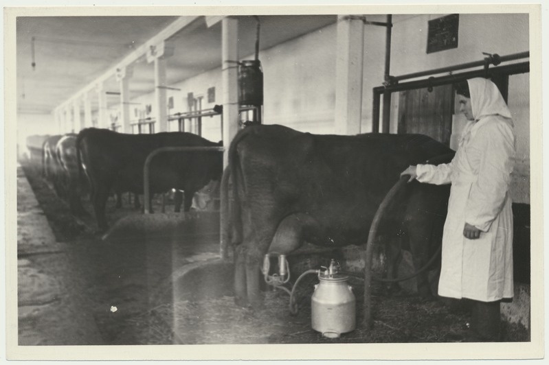 foto, Viljandimaa, Viiratsi sovhoos, lehmalaut, sisevaade, lüpsimasin, u 1955, foto A. Vanamõis