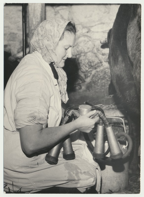 foto, Viljandimaa, Uusna sovhoos, lüpsimasin, L. Anderson, 1962, foto E. Veliste