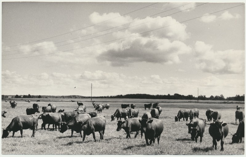 foto, Viljandimaa, Mustla sovhoos, veisekari, 1965, foto A. Kiisla