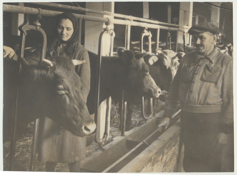 foto, Viljandimaa, Uusna sovhoos, laut, O. Väinsalu ja ?, u 1950