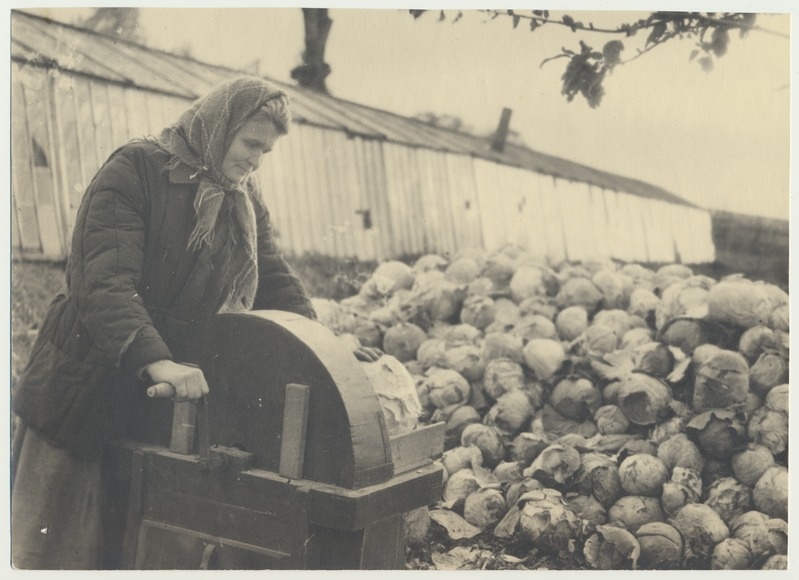 foto, Viljandimaa, Viiratsi sovhoos, kapsa purustamine, u 1950