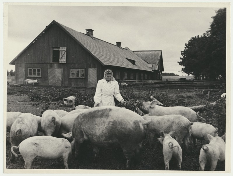 foto, Viljandimaa, kolhoos Edasi, sigala, u 1955