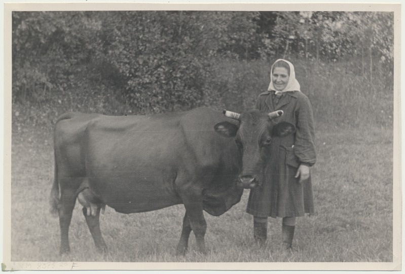 foto, Viljandimaa, kolhoos Linda, lüpsja A. Oja, u 1955