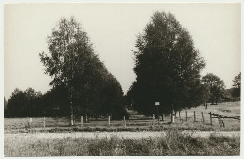 foto, Viljandimaa, Ivaski küla, Kõõbra talu, kaskede allee, u 1970, foto L. Vellema