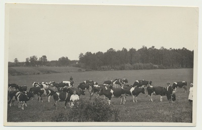 foto, Virumaa, Udriku mõis, Vabadusristi kavaleride kodu, loomakari, u 1938  duplicate photo