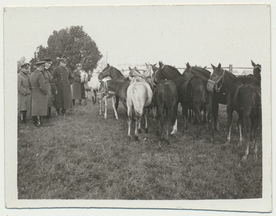 foto, Tori, hobusekasvatus, ostukomisjon, 1934  duplicate photo