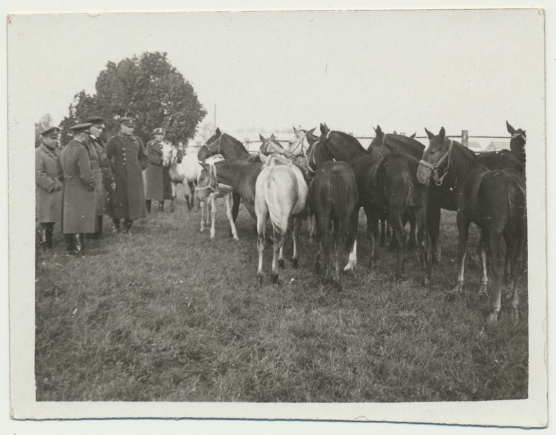 foto, Tori, hobusekasvatus, ostukomisjon, 1934
