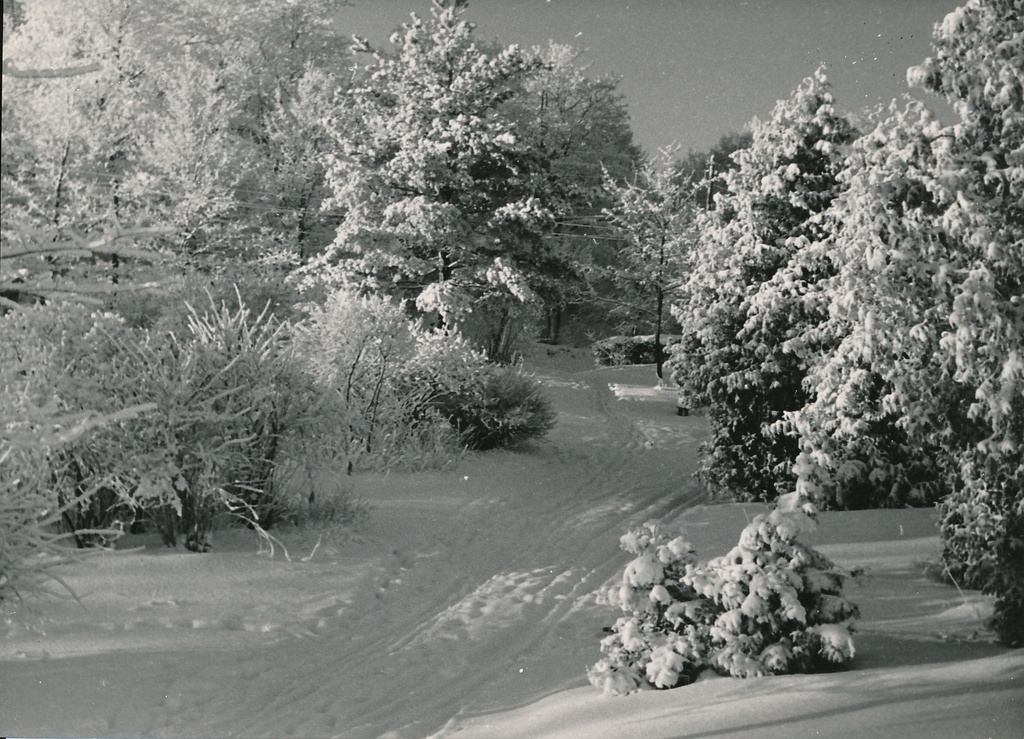 foto, Viljandi, Valuoja org, talv, 1960, foto A. Kiisla