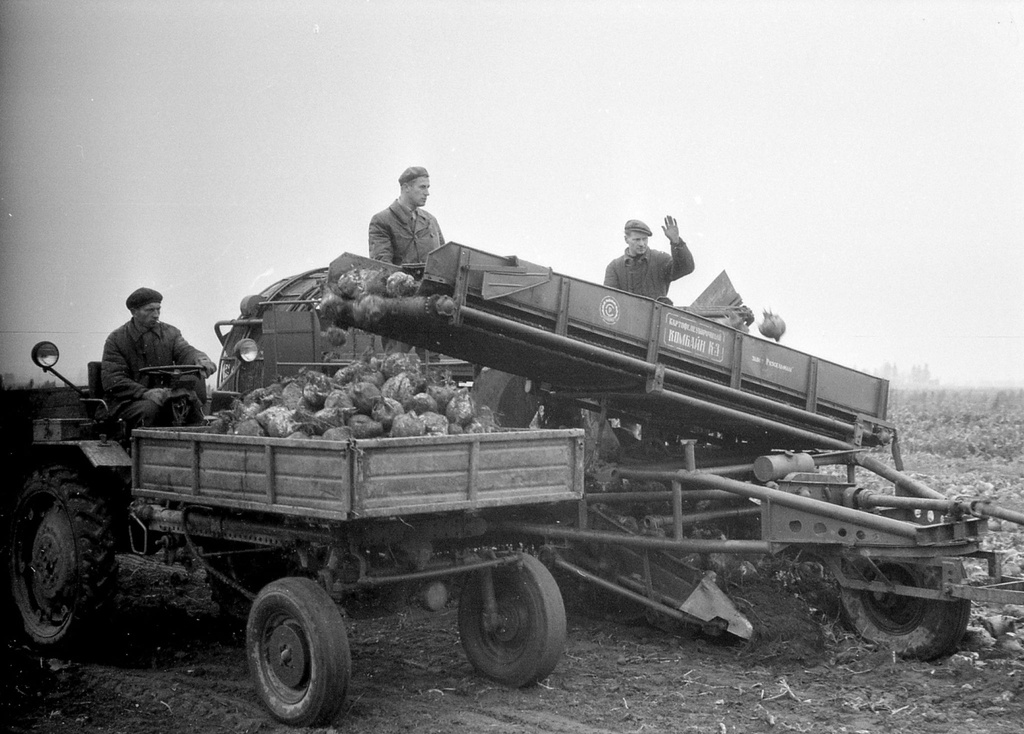Beet field
