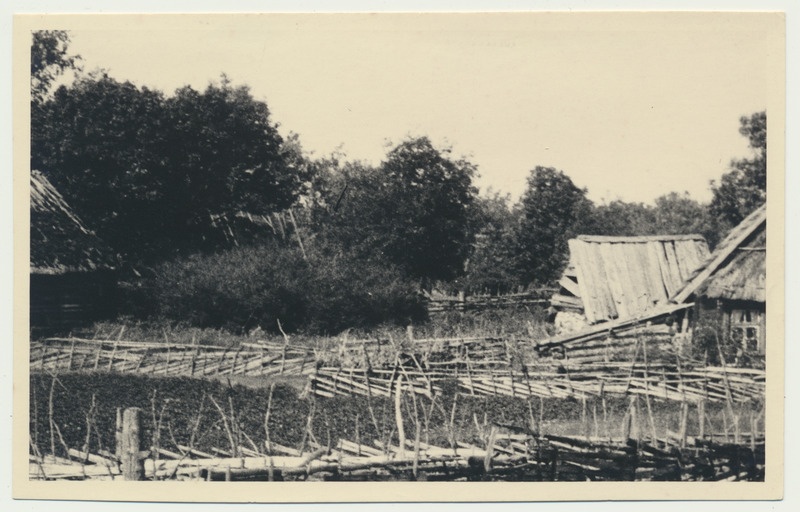 fotopostkaart, Saaremaa, roigasaiad, u 1930, foto V. Suraš